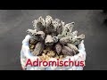 Adromishcus Collection  New and Rare Succulents