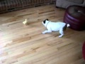 Duckling vs. dog