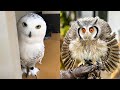 OWL BIRDS🦉- A Funny Owls And Cute Owls Videos Compilation (2021) #008 | Funny Pets Life