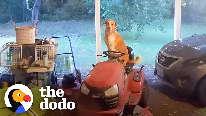Stray Dog Keeps Showing Up On Their Porch — Then He Brings A Kitten | The Dodo