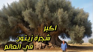 أكبر شجرة زيتون في العالم | تقع في بلاد العرب