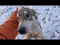 Cold and Hungry This Friendly Dog Was Waiting For Someone To Save Her