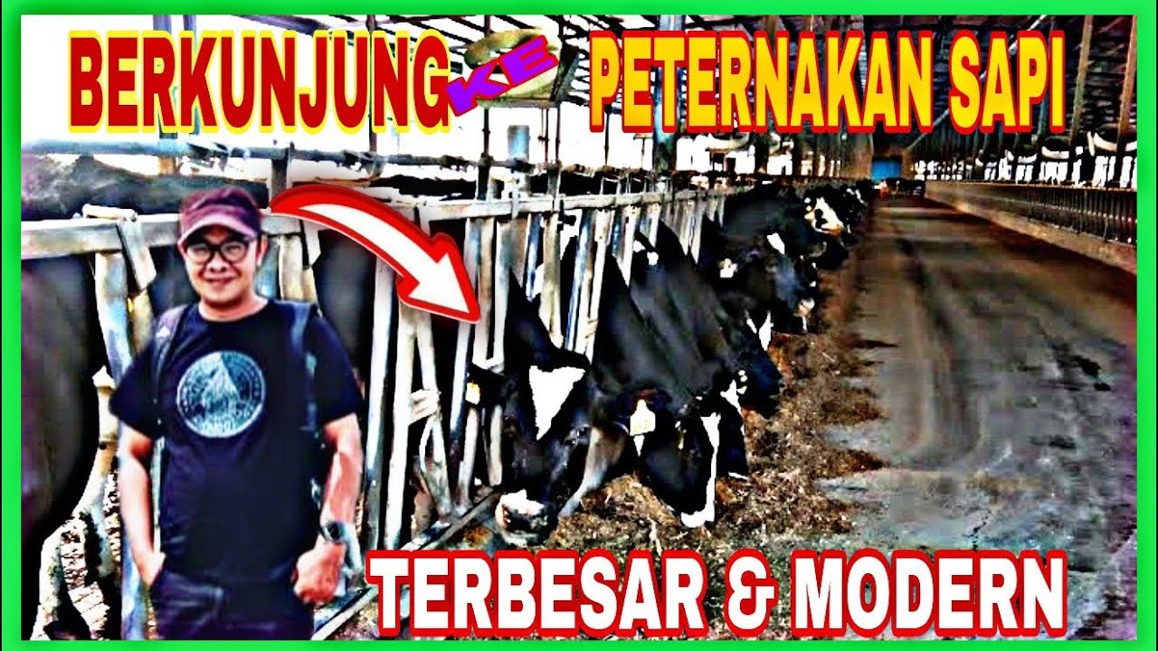 BANDUNG; KUNJUNGAN KE RAFFLES PACIFIC HARVEST PETERNAKAN SAPI PERAH MODERN DI GARUT