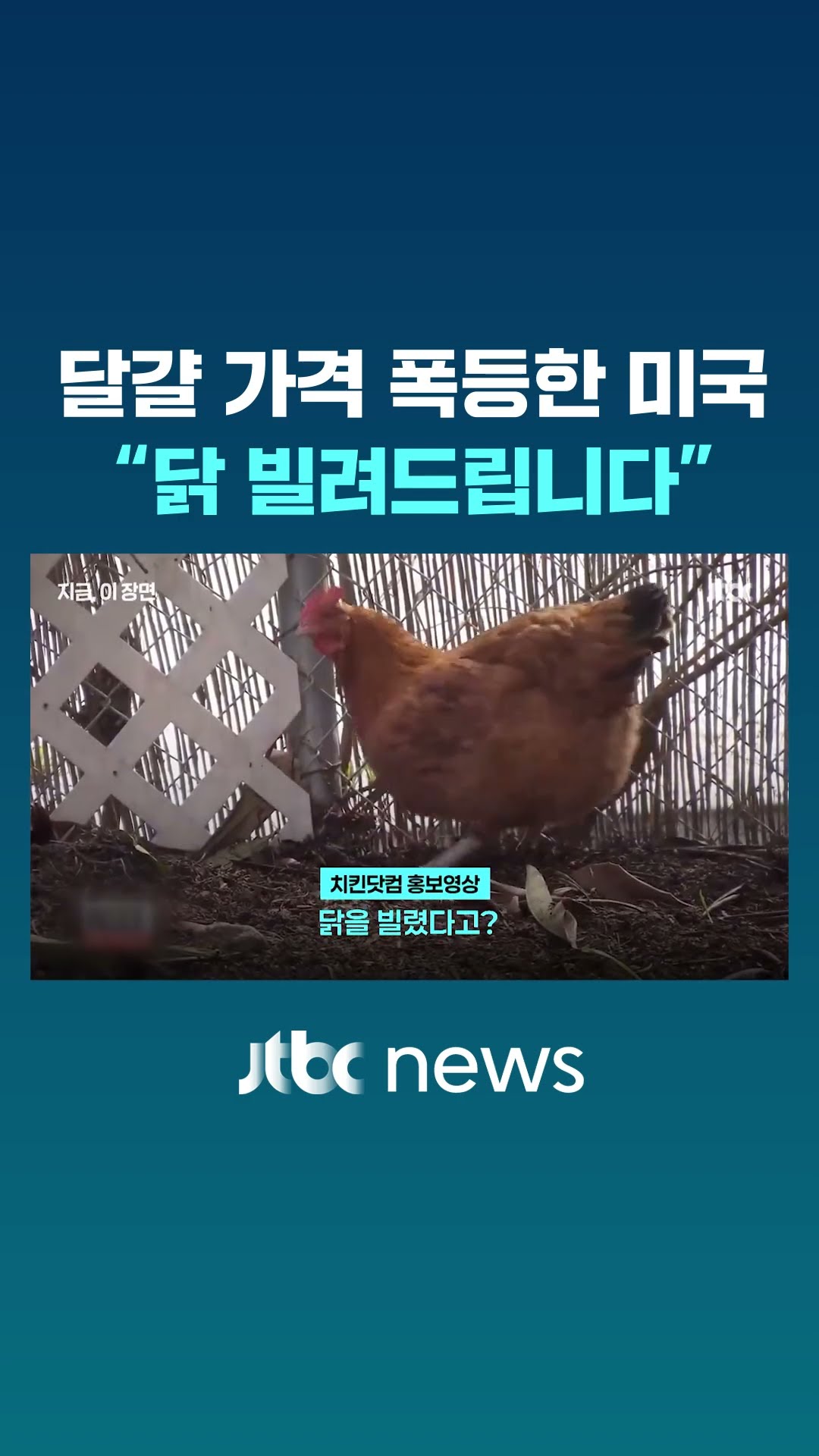 달걀 없어서 닭 빌려 키운다…미국 달걀 품귀 현상 계속 #JTBC #Shorts