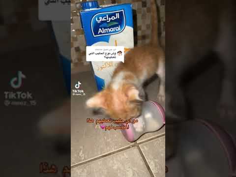 نوع حليب القطط اليوم العالمي للقطط