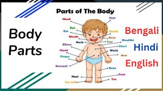 Body Parts Name in Bengali English Hindi ll Human Body Parts ll শরীরের অঙ্গ প্রতঙ্গ নাম ইংরেজি বাংলা