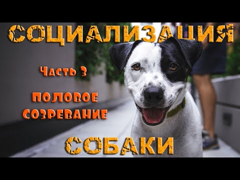 Социализация собаки. Часть 3: Половое созревание / Кинология / Зоопсихология