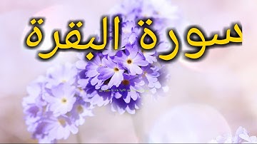 القارئ عبدالرحمن مسعد تلاوة هادئة عذبة ستاخذك لعالم اخر
