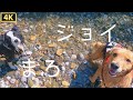 大型YouTuber犬との川遊びは文字通り楽園でした