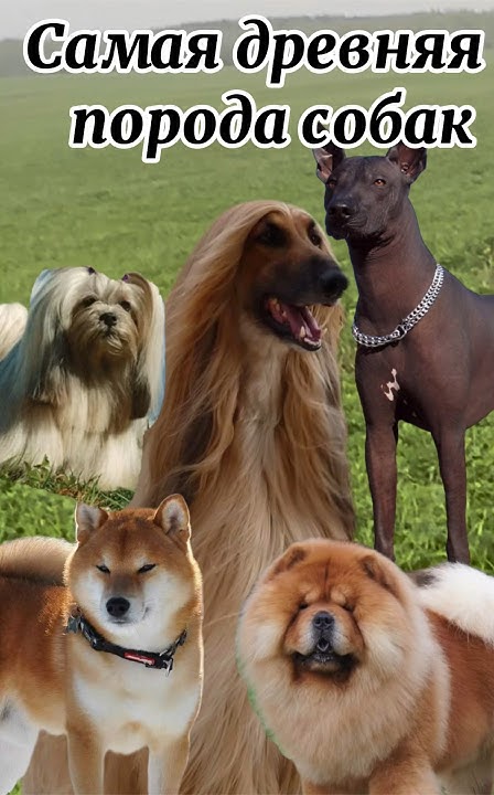 Самая древняя порода собак #собака #dog #puppy #породысобак #породы # ...
