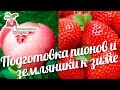 Подготовка пионов и земляники к зиме #urozhainye_gryadki