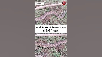 5 फीट लंबा अजगर मिला बाजरे के खेत में | Rajasthan Patrika