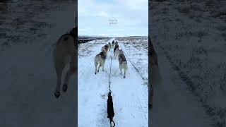 Snow turns Iceland’s countryside into a fairytale landscape overnight ????❄️