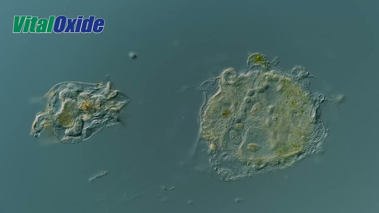 Vital Oxide vs Stentor and Rotifier