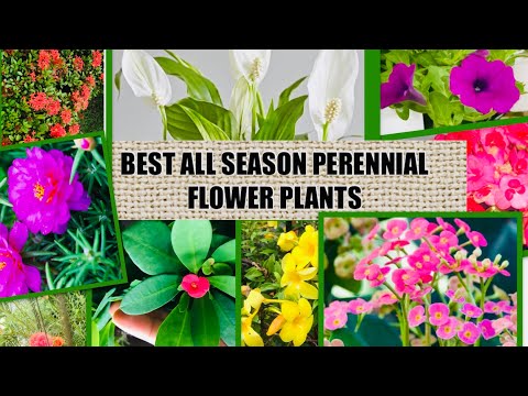 Video: Indoor flower blooming all year round. Hardy flowering houseplants