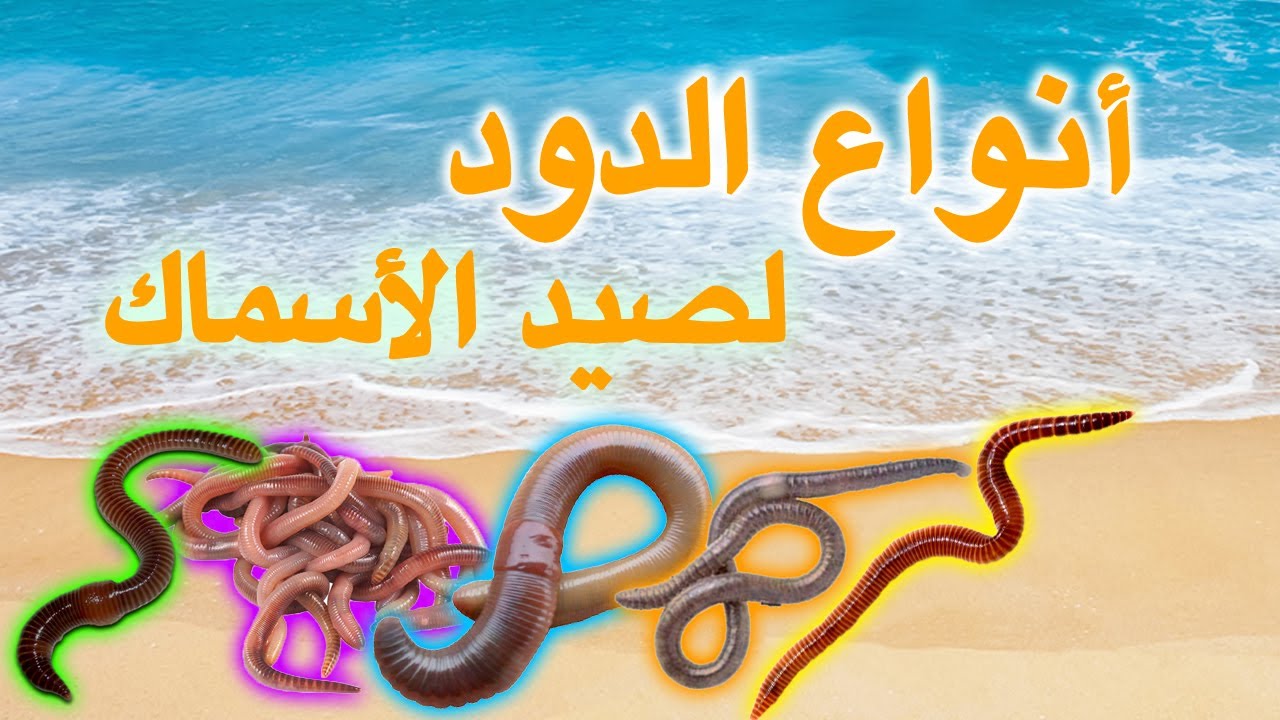 أنواع الدود وطرق استخراجه لصيد الأسماك الكبيرة بالقصبة - YouTube