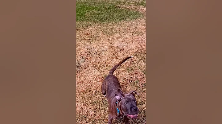 Apollo play time