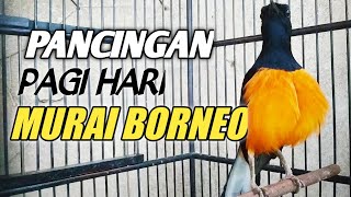 BORNEO BUNYI EMOSI !!! AMPUH BIKIN MURAI LAIN JADI NAYUT GACOR !!!