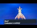 Combusken Evolution: Pokemon X and Y