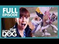 Aggressive boxer attacks other dogs  full episode  its me or the dog