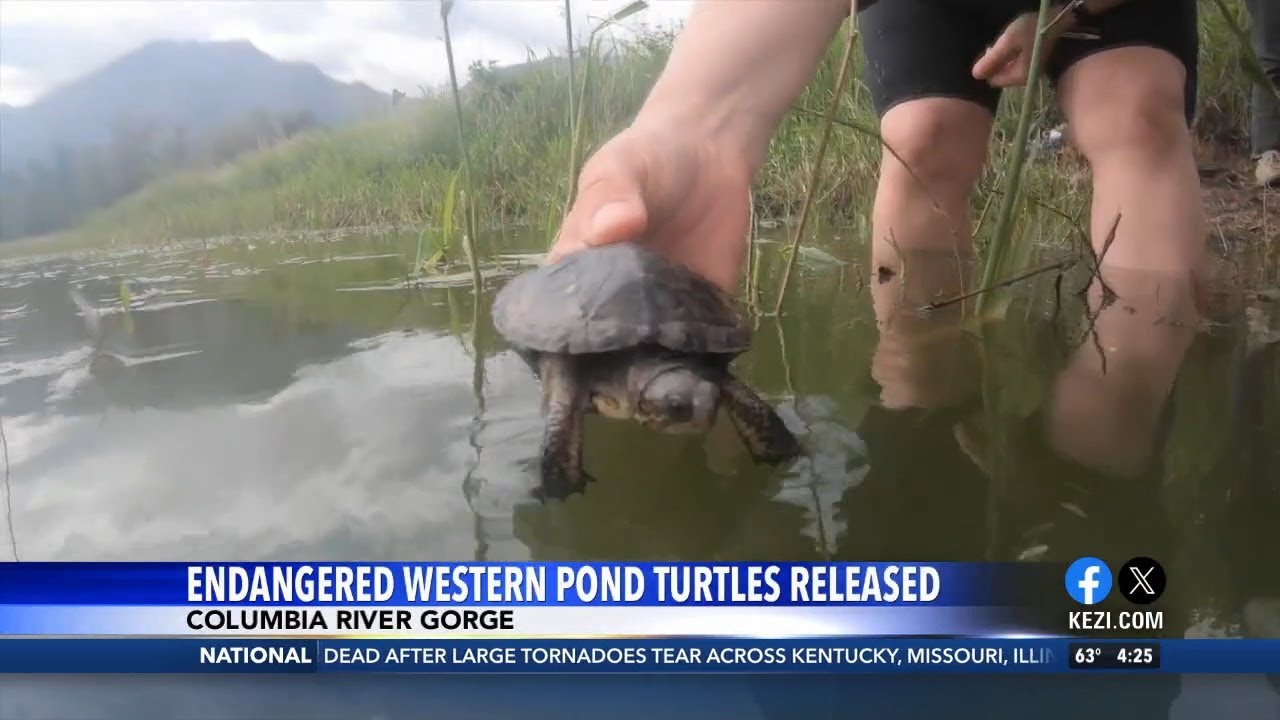 Endangered turtles released into Columbia River Gorge - YouTube