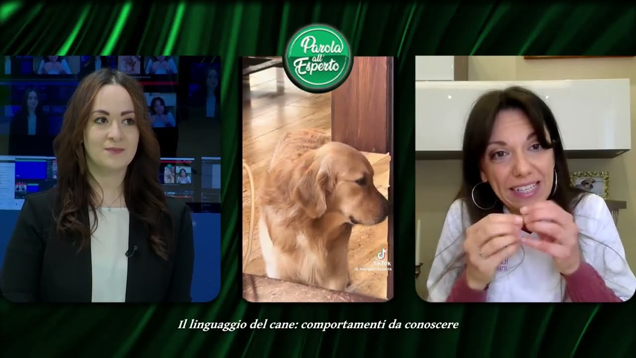 PAROLA ALL'ESPERTO | Il linguaggio del cane: comportamenti da riconoscere