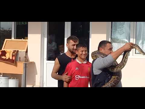 Yalangoch Ranetkining mushuklari va kokraklari Xotin tungi kiyimlarni kiyib olganidek shaxsiy