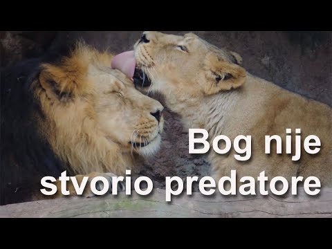 Video: Da li je krave stvorio čovjek?