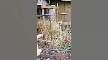 Mocha And Gnomie Goatlife Shorts 
