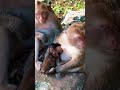 #monkey #monkeysr #animals #babymo #babymonkey #cute #funny #baby #babyanimal #monkeylove