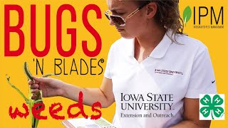 How To Identify Weeds Monocots Vs. Dicots