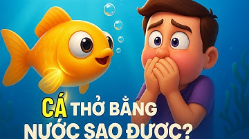 Cá thở dưới nước bằng cách nào? – Giải mã bí mật của tự nhiên| Khoa Học Vui