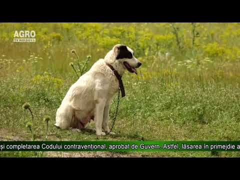 Video: Grădinile Zoologice Folosesc Acupunctura Animalelor Pentru A Ajuta Pinguinii Să Se Simtă Cel Mai Bine