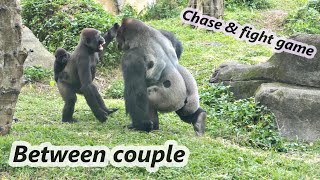 Gorilla couple Tayari chased and had fight game with D'jeeco/金剛猩猩D'jeeco & Tayari夫妻追逐跟打架遊戲