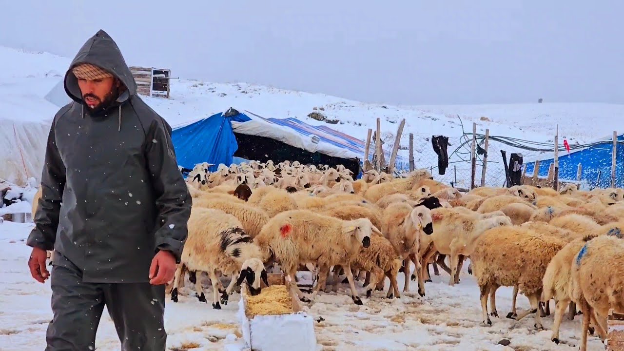 راعي غنم وسط الثلوج - هجرة راعي الغنم الأخيرة إلى الخيام