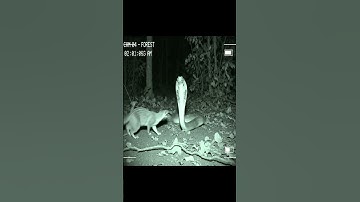King Cobra vs Mongoose 🐍🦦 Fastest Fight in the Forest | Real CCTV Clip