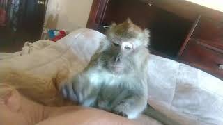 Spoiled To That ASMR Macaque Treatment