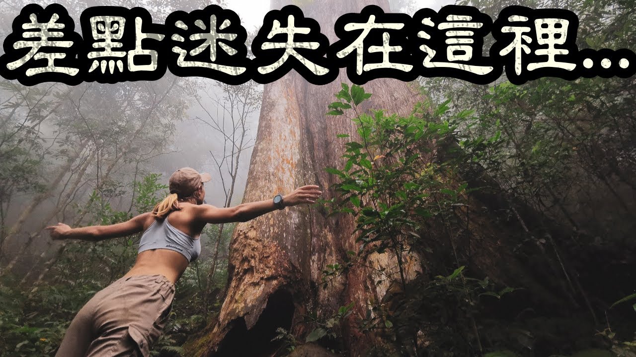 童話裡的魔幻森林真的存在 全台灣最美的神木步道! 90度峭壁, 天然檜木群, 泰雅族”神聖之山”| 新竹北得拉曼巨木步道 | Taiwan Giant Tree Trail