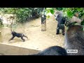 Silverback Gorilla watching over his baby who has fallen | Momotaro & Santaro | Kyoto Zoo