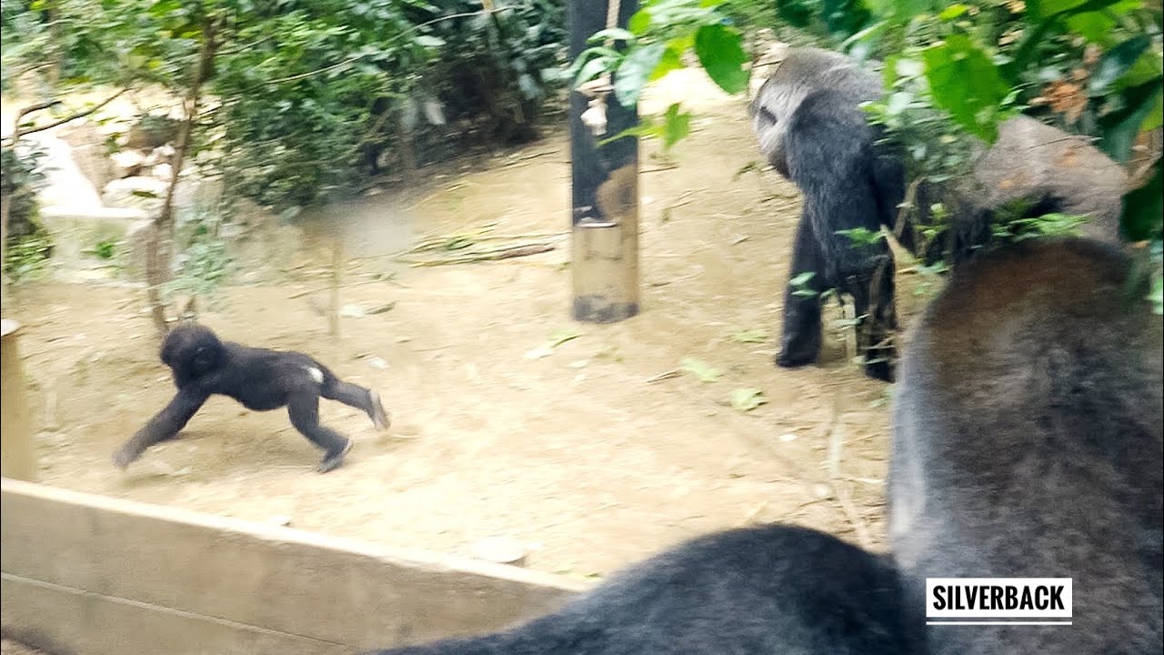 Silverback Gorilla watching over his baby who has fallen