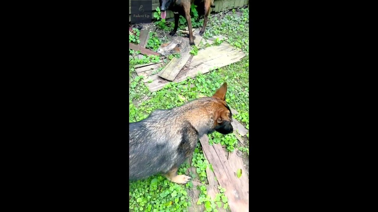 Belgian Malinois vs. Groundhog / Working Dogs in Action