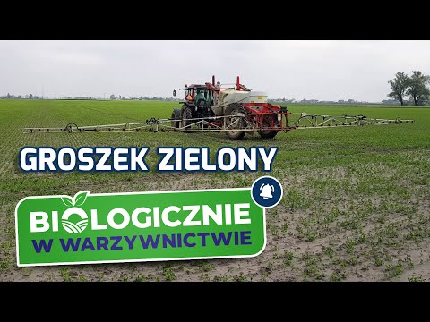 Groszek zielony, projekt 