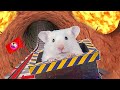 🐹Hamster in Roller Coaster Maelstrom with Lava Hamster Maze