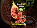 The Dark Secret Behind Figs You Didn’t Know 😨#fig #mystery #viralvideo #shorts #educational