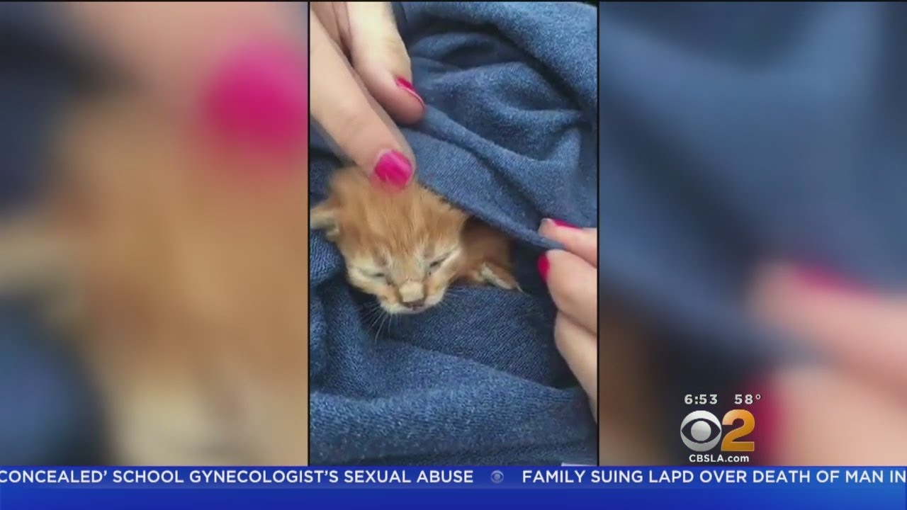 Kittens, Just Days Old, Rescued From Santa Ana Storm Drain