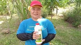 Cara untuk tambah susu pokok Getah.