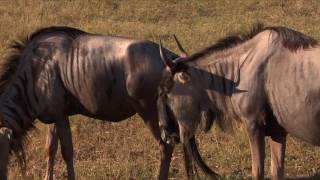 Fun Fact Friday - Wildebeest