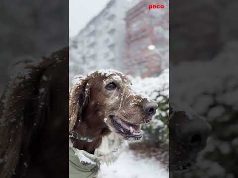 雪散歩（Snow Walk）  #shorts    （peco）　アイリッシュセター（アイリッシュセッター） Irish Setor（Irish Setter）
