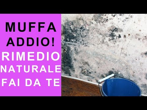 Video: La muffa muore se secca?