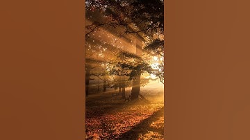 stock video sunrays no copyright